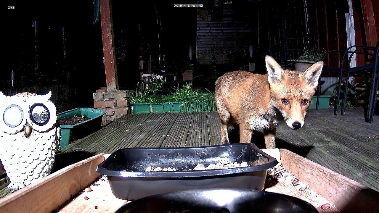 Aunty fox