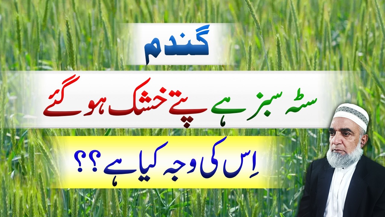 Why Wheat Leaves Are Drying but Spikes Are Still Green || Crop Reformer