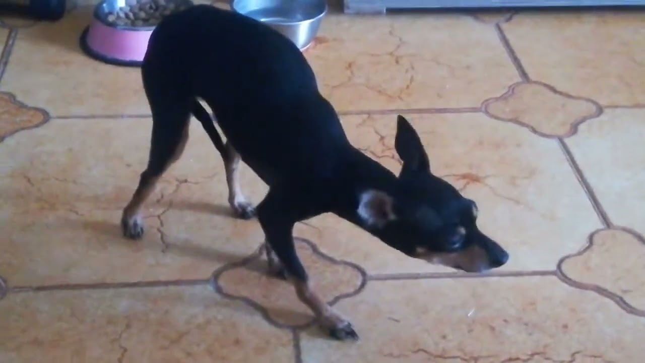 ASMR DELLA MIA CAGNOLINA STELLINA 😋😍