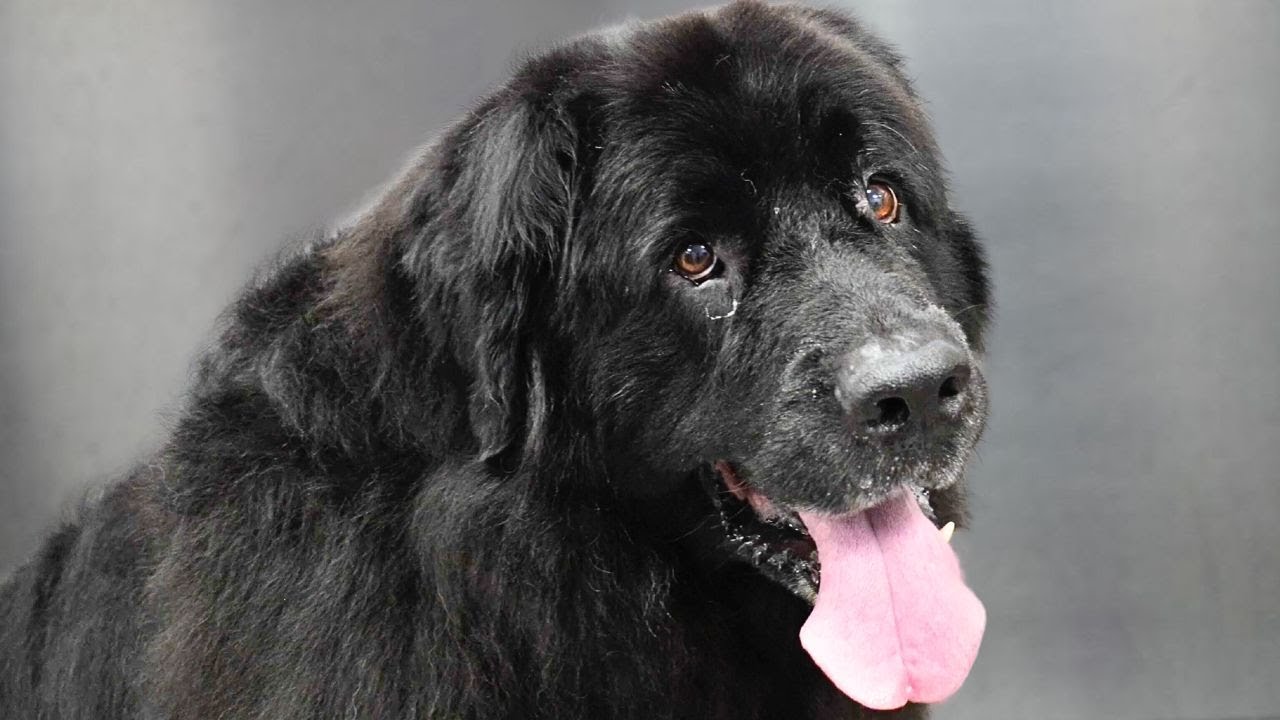 This Huge Fluffy Newfoundland Dog Farted On Me During Her Groom 😂