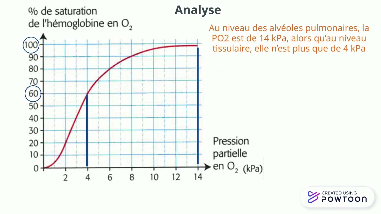 Analyse de la courbe de saturation de l'h&eacute;moglobine