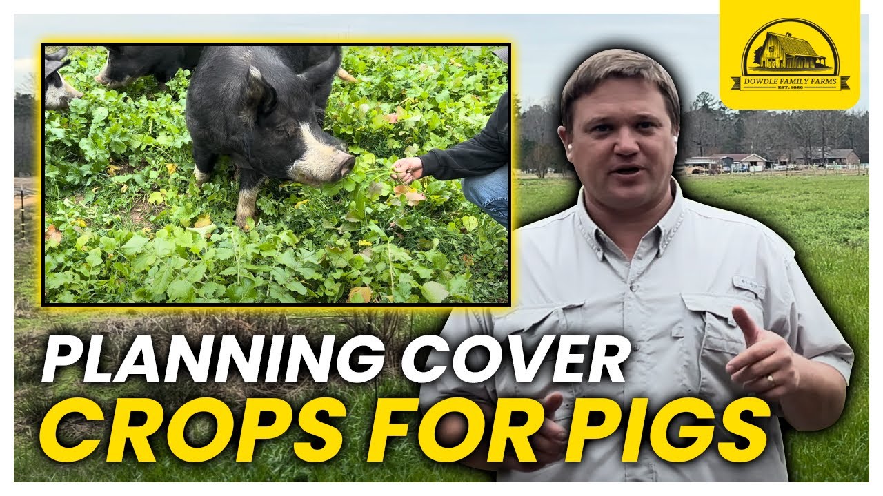 Pigs on Cover Crops: Developing An Annual Grazing Plan
