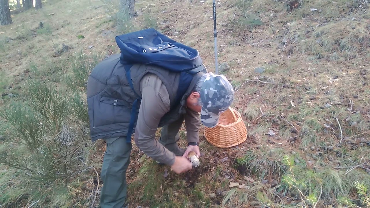Recogiendo boletus Comunidad de Madrid, parte I
