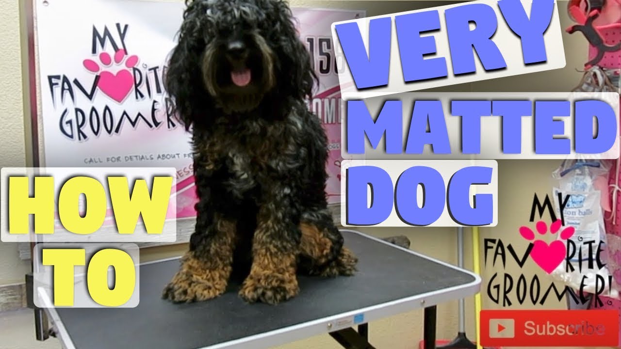 I've Been Accused Of Hurting A Very Matted Dog