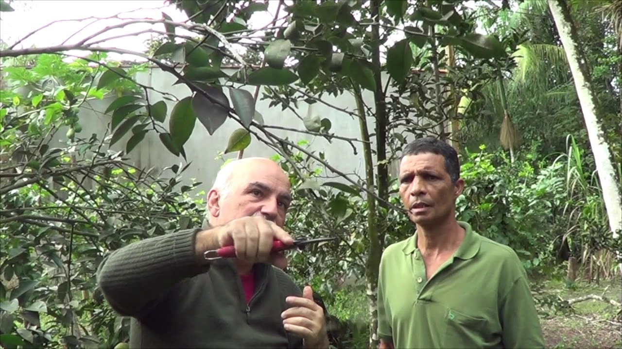 946 ) –   2° PARTE  -  ITANHAÉM SÃO PAULO -  PODA DE CITRUS    41a