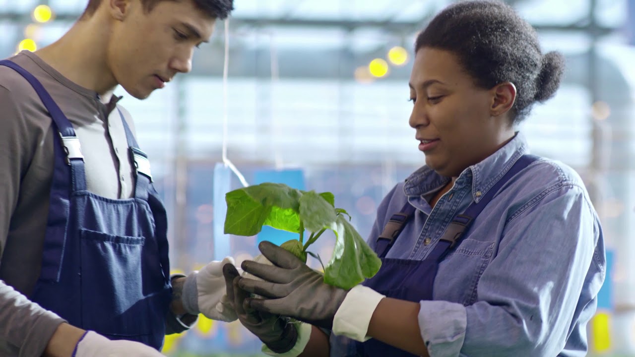 Managing Tuta Absoluta through biological crop protection approaches - Trianum