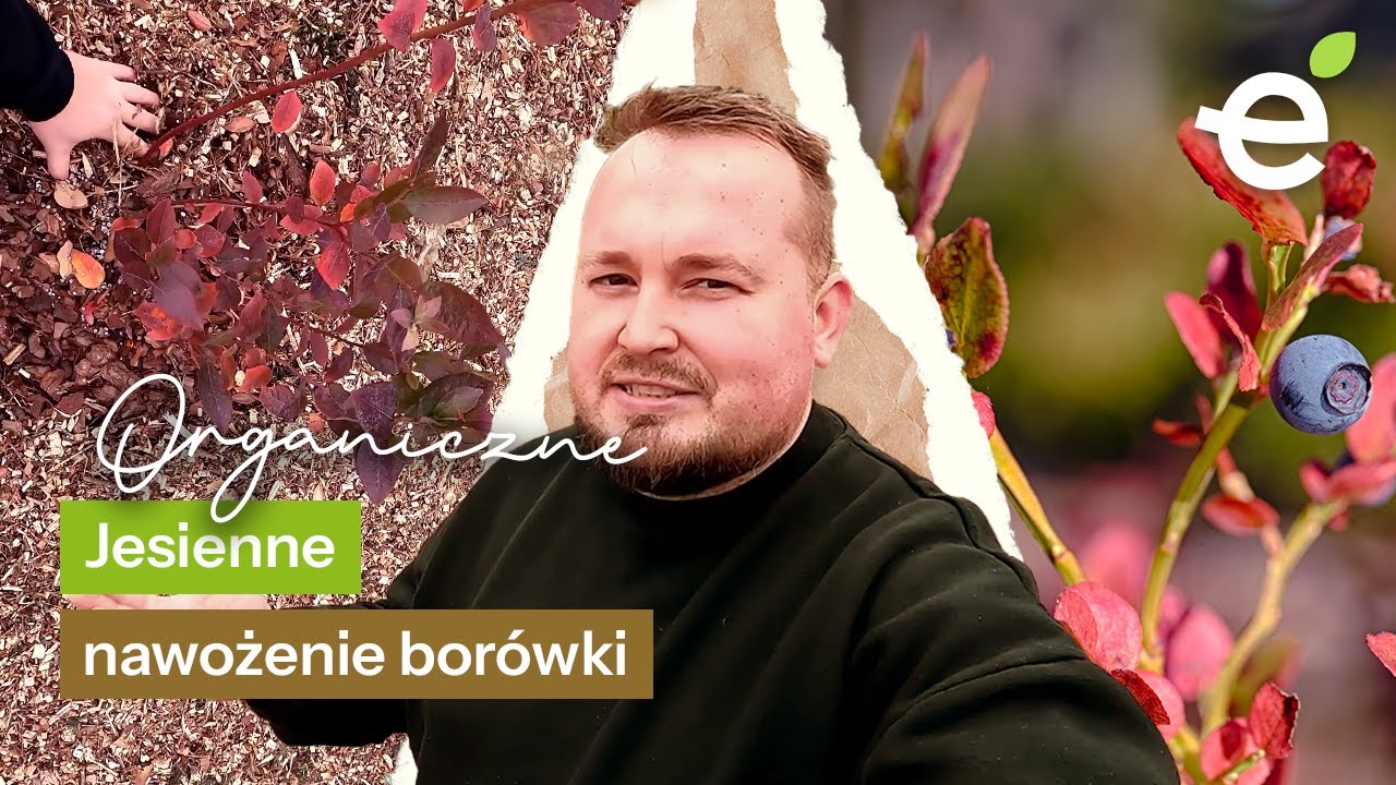 Jesienne NAWOŻENIE borówki amerykańskiej