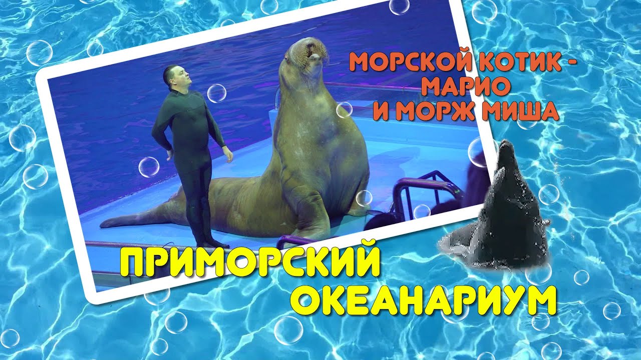 Приморский океанариум выступление моржа МИШИ и котика Марио.
