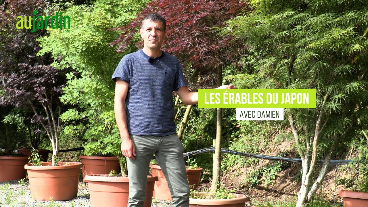 🍁L'ÉRABLE  du JAPON🍁CULTURE et ENTRETIEN de cet ARBUSTE au FORT POUVOIR ORNEMENTAL