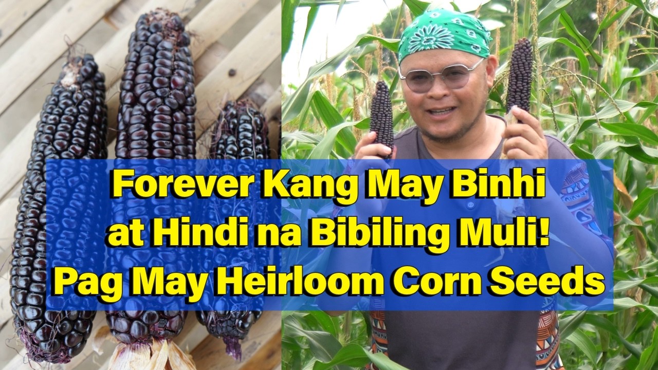 Forever Kang May Binhi at Hindi na Bibiling Muli, Pag Heirloom Corn Seeds
