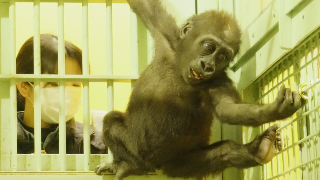 ゴリラの赤ちゃんキンタロウと飼育員さん💗[Kyoto City Zoo] Gorilla Baby Kintaro and keeper