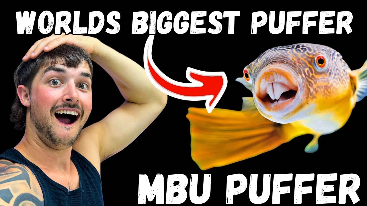 The World’s Biggest Freshwater Pufferfish: MBU Pufferfish