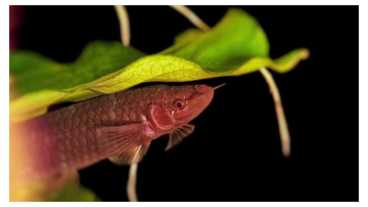 “The Mysterious African Hingemouth – A Rare Aquarium Beauty” #fish4u