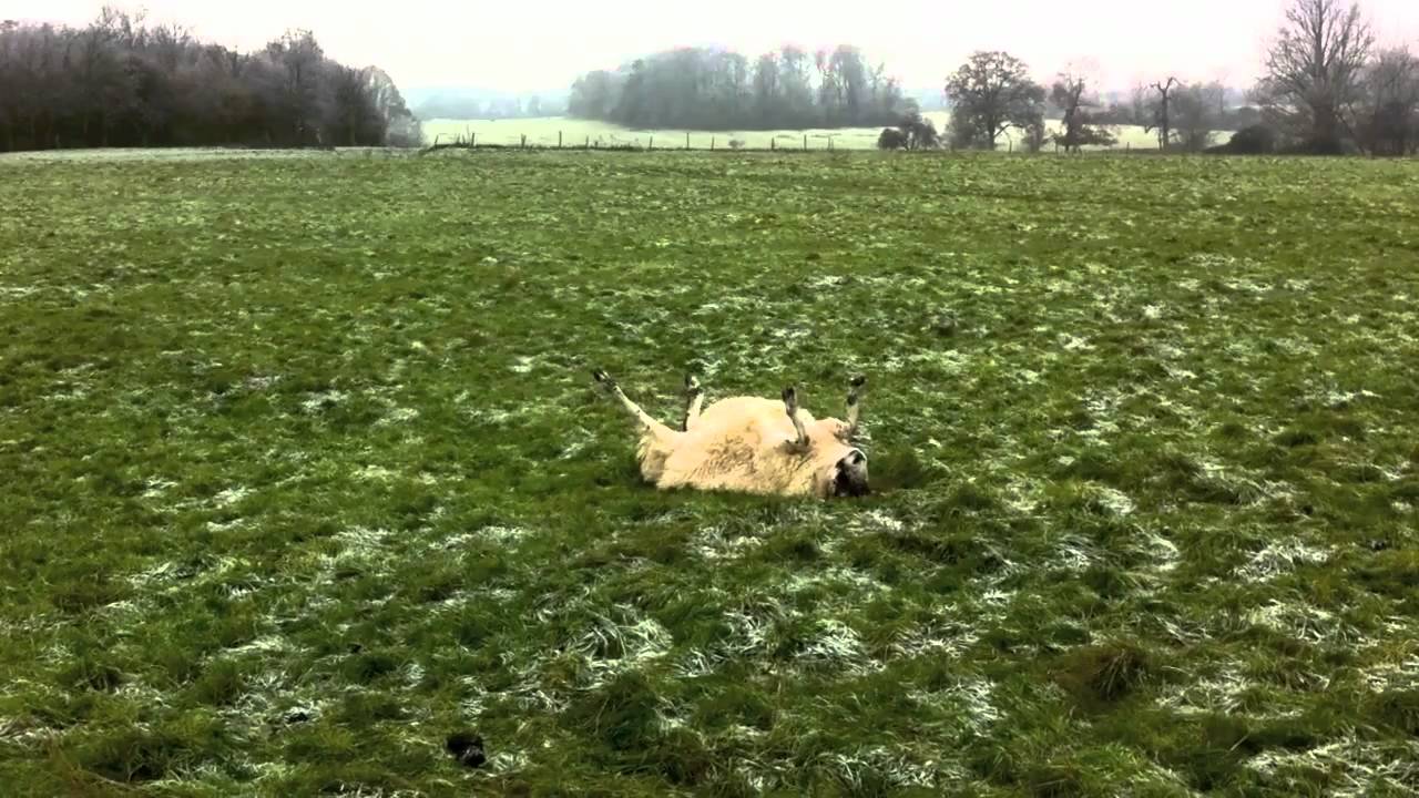Helpess sheep stuck on its back