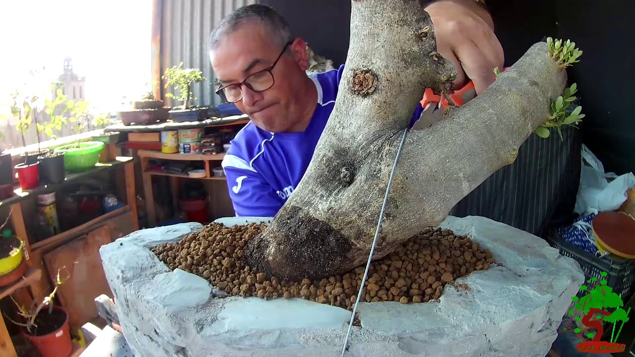 Trasplante de estaca de olivo