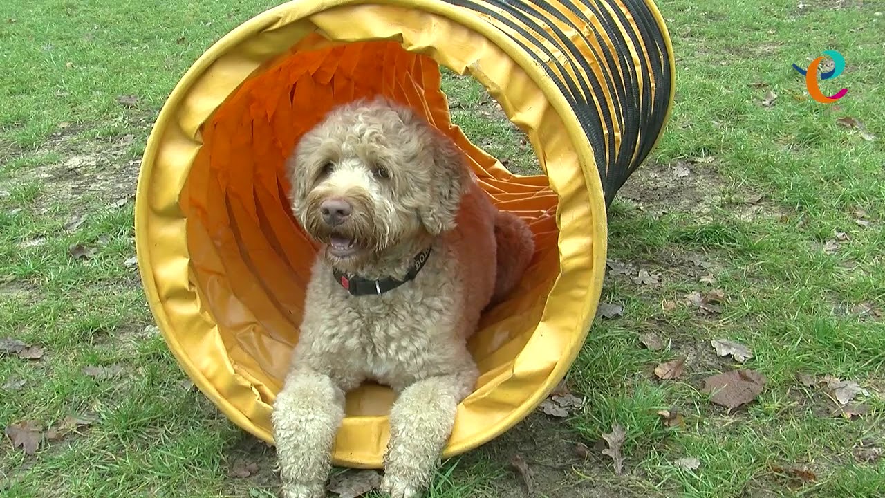 entrea lindenhout presenteert: Topdog
