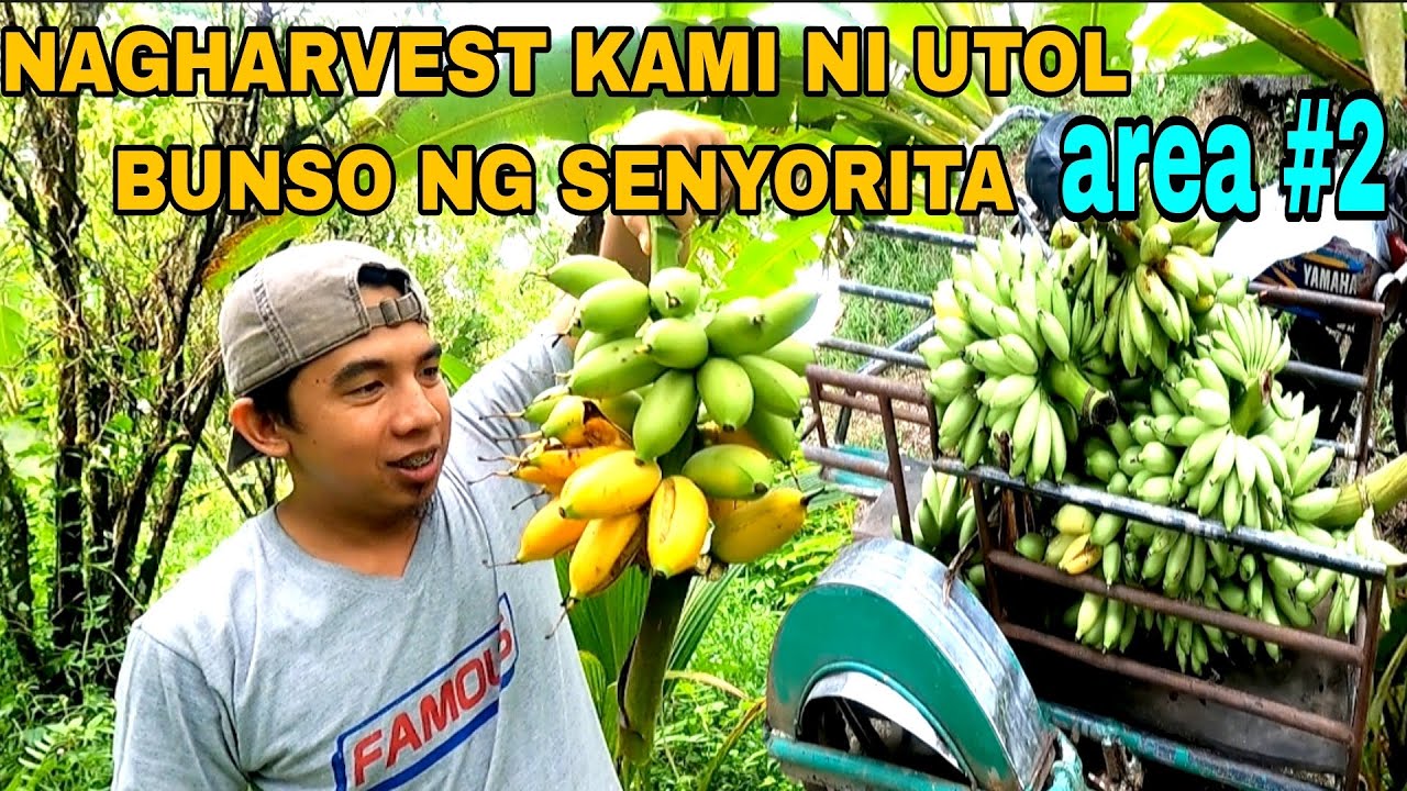 NAGHARVEST kami ni UTOL BUNSO ng SENYORITA