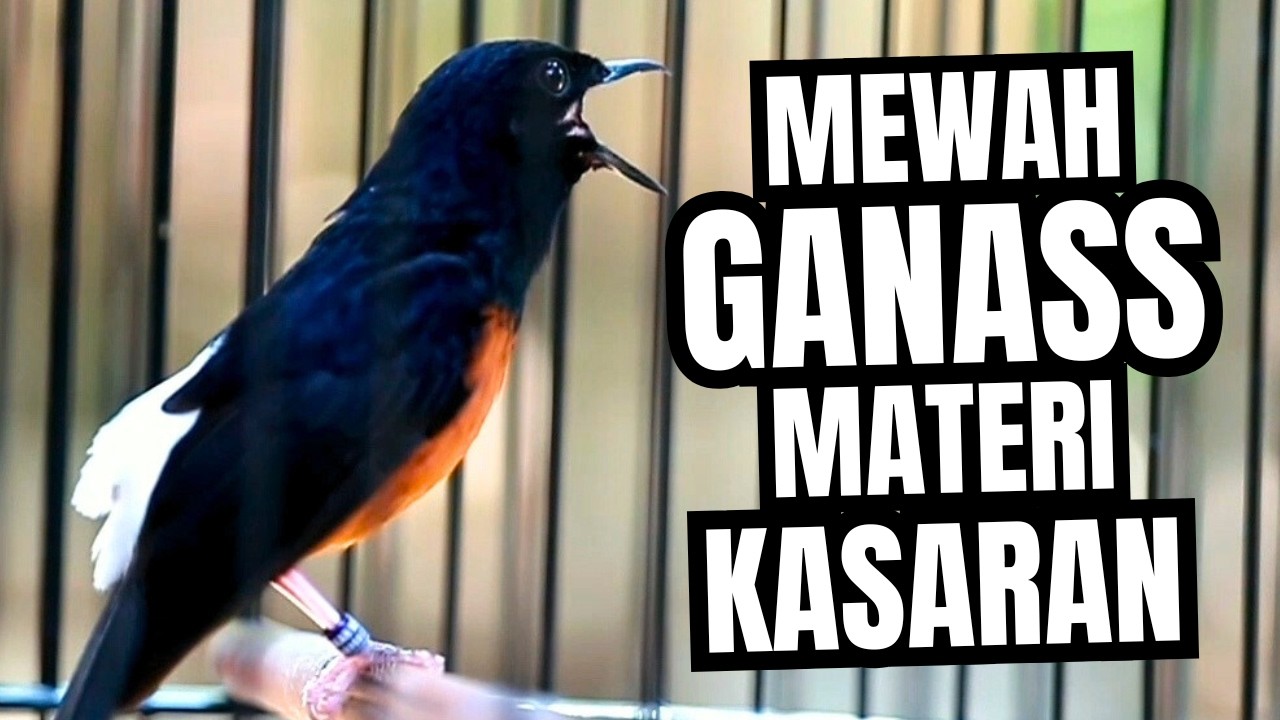 MURAI BATU GACOR FULL ISIAN TEMBAKAN MEWAH SANGAT AMPUH MELATIH MURAI BATU EMOSI BONGKAR ISIAN