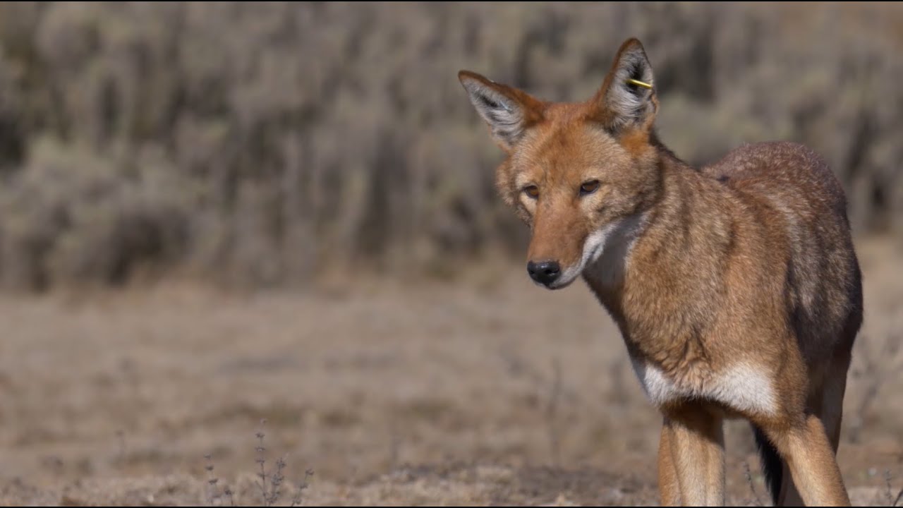 Too Wild- Ethiopia (Ep 3: Not crying wolf) #WWFVoices