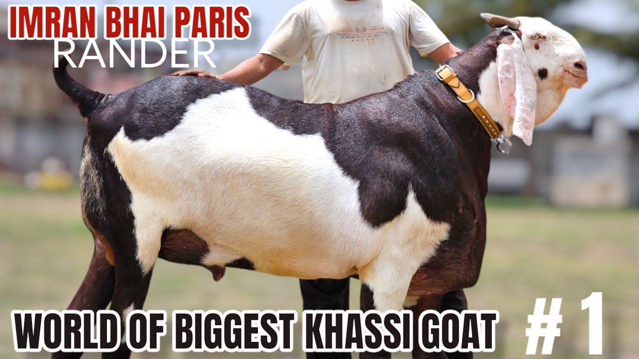 FIRST TIME IN A HISTORY | KHASSI KING IMRAN BHAI PARIS | RANDER, SURAT | SHAKUH