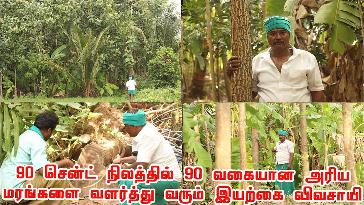 90 வகையான அரிய மரங்களை சேகரித்து தனது தோட்டத்தில் வளர்ந்து வரும் இயற்கைவிவசாயி விருத்தாச்சலம் விஜயன்
