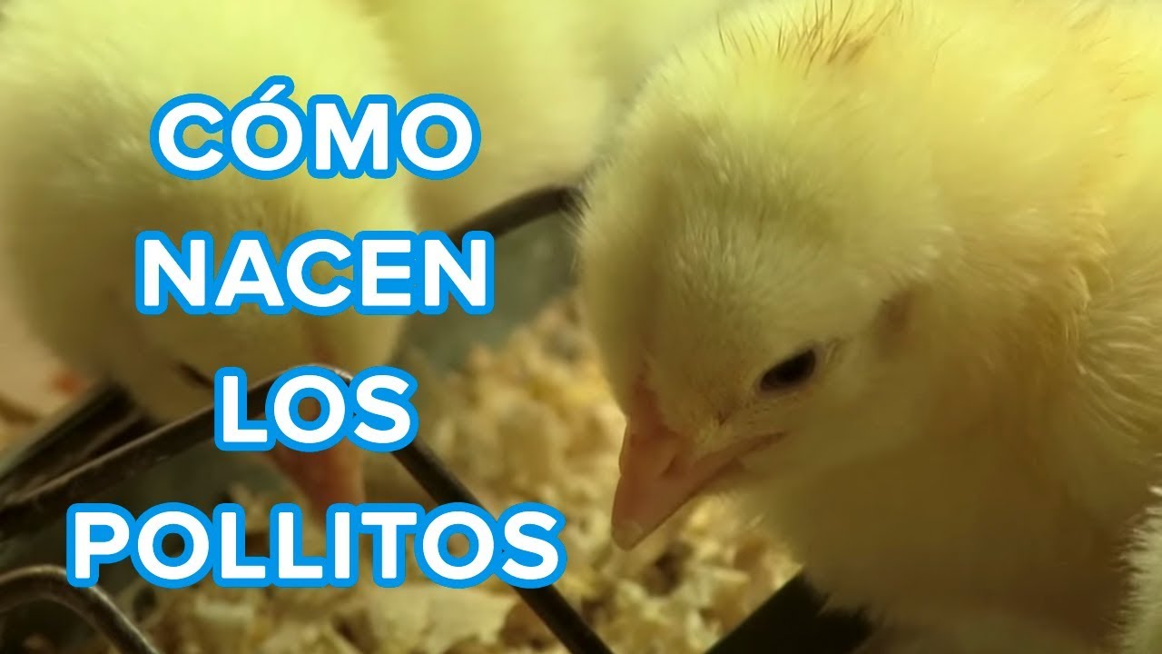 C&oacute;mo nacen los pollitos | V&iacute;deo educativo para ni&ntilde;os