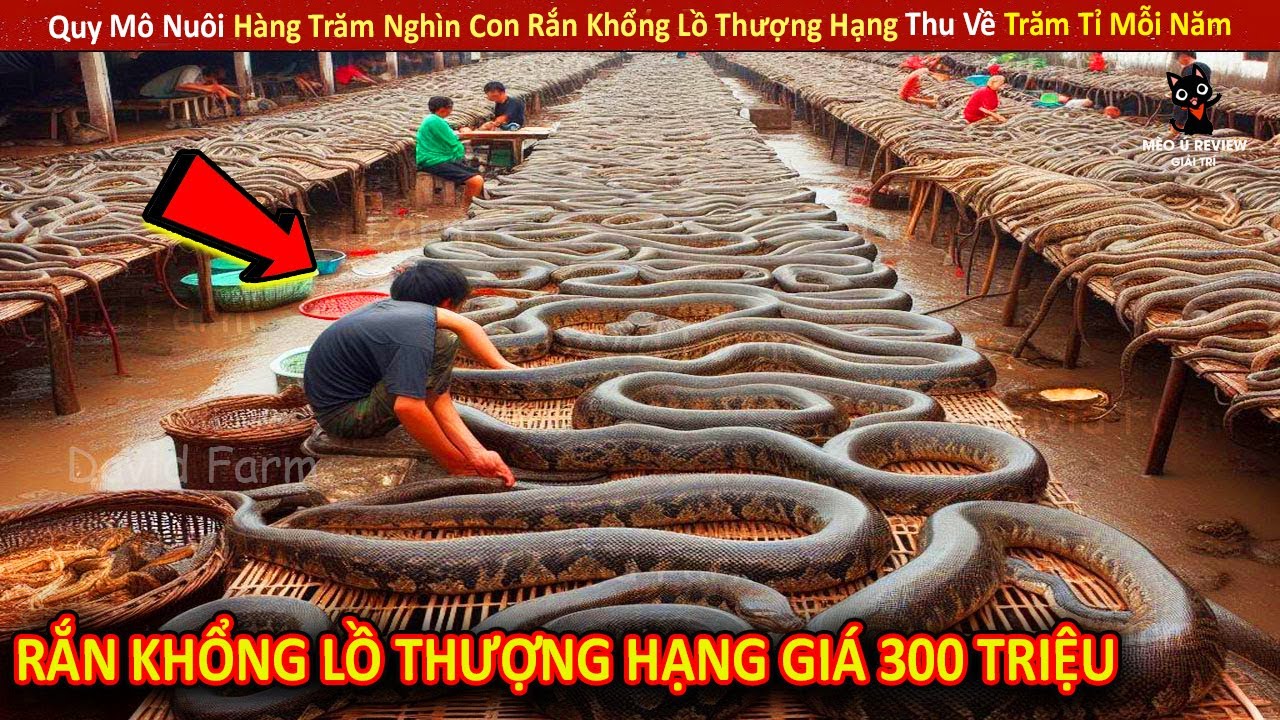 Quy Mô Nuôi Hàng Trăm Nghìn Con Rắn Khổng Lồ Thượng Hạng Thu Về Trăm Tỉ Mỗi Năm