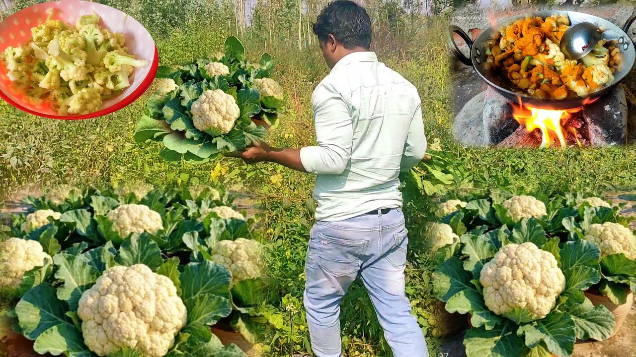 चलो आज घर की खेती से फूलगोभी के लाजवाब रेसिपी बनायें | Cauliflower Racipe Village Cooking Style| 