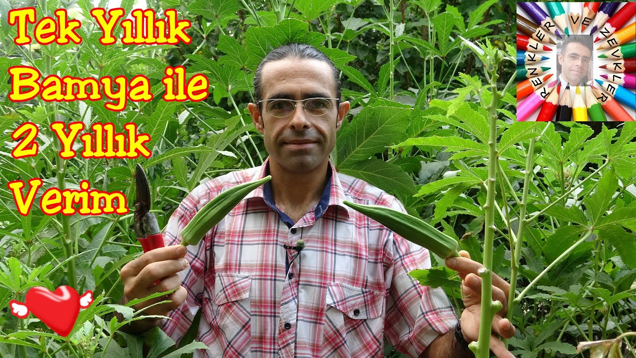 2. Verim İçin Bamya Budama (Uygulama ve Sonuç)