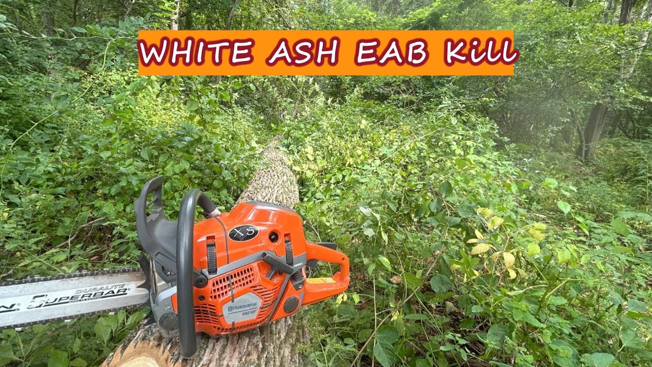 Emerald Ash Borer White Ash Kill and Harvest