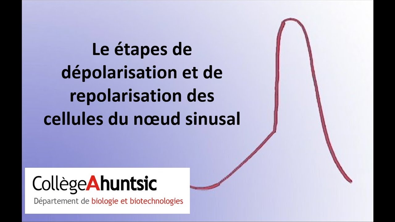 Le coeur: La d&eacute;polarisation du noeud sinusal