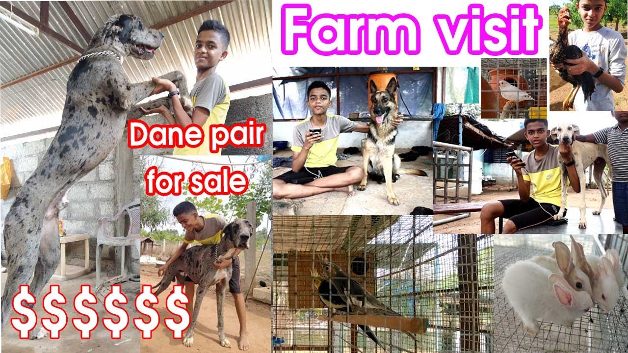 Great dane pair sales & | Farm visit | Tamil | KDS pets history |