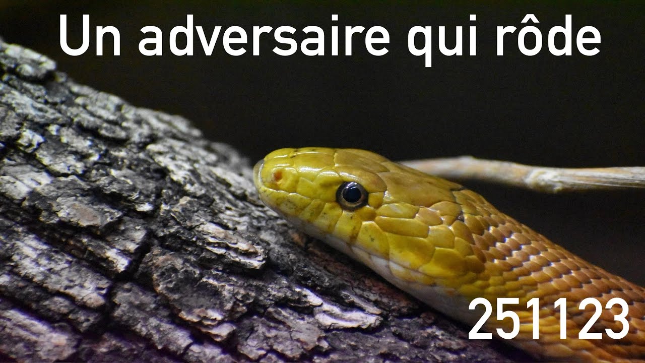 251123 - UN ADVERSAIRE QUI RÔDE