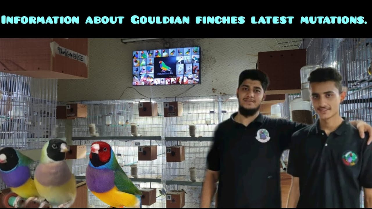 Gouldian finch setup tour in lahore | My first gouldian finch vlog | New finch mutation 2025
