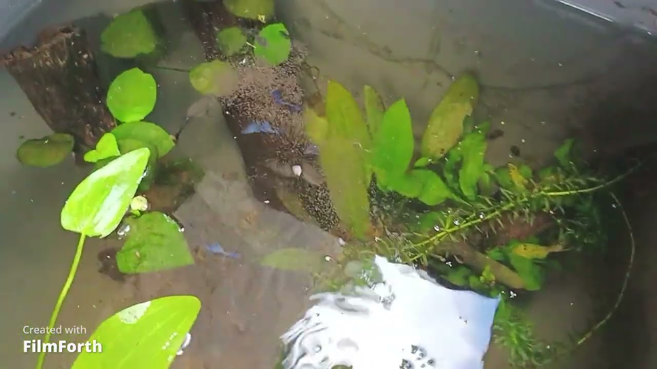 El mejor alimento vivo para peces y alevines sin duda alguna.
