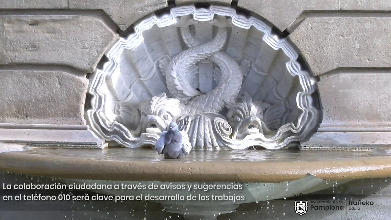 Control de la poblaci&oacute;n de palomas de la ciudad