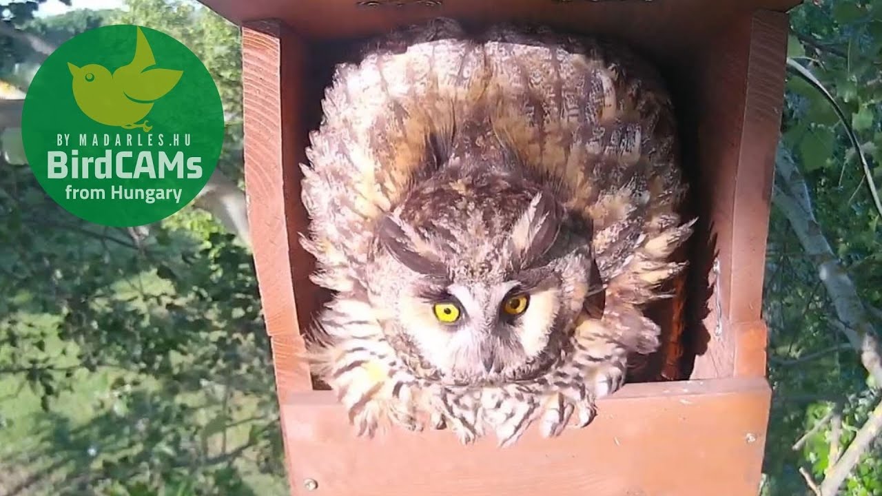 16/05/2022 : Long-eared Owl mom is upset