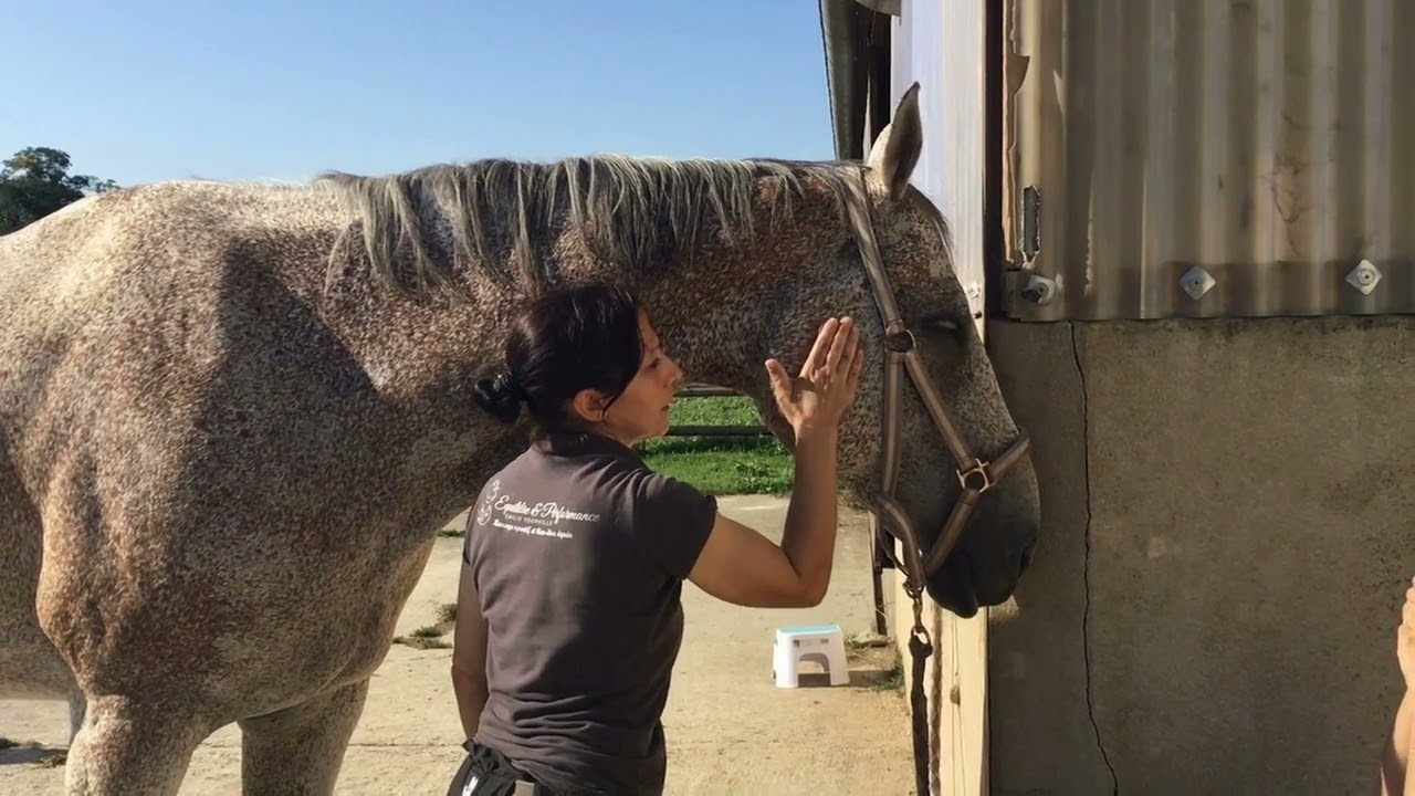 Les bienfaits des pierres chaudes pour les chevaux et les chiens