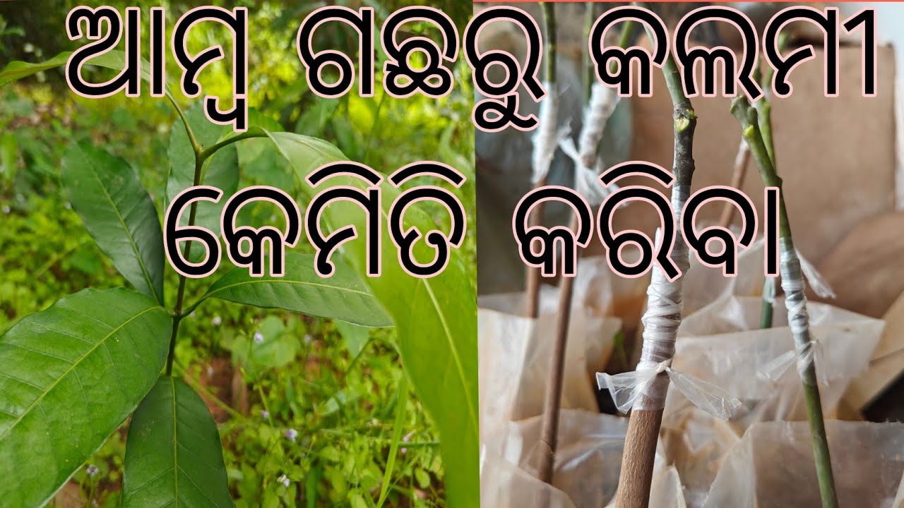 Amba Gacha Ru Kipari Kalami Hua // How To Make A Mango Grafting