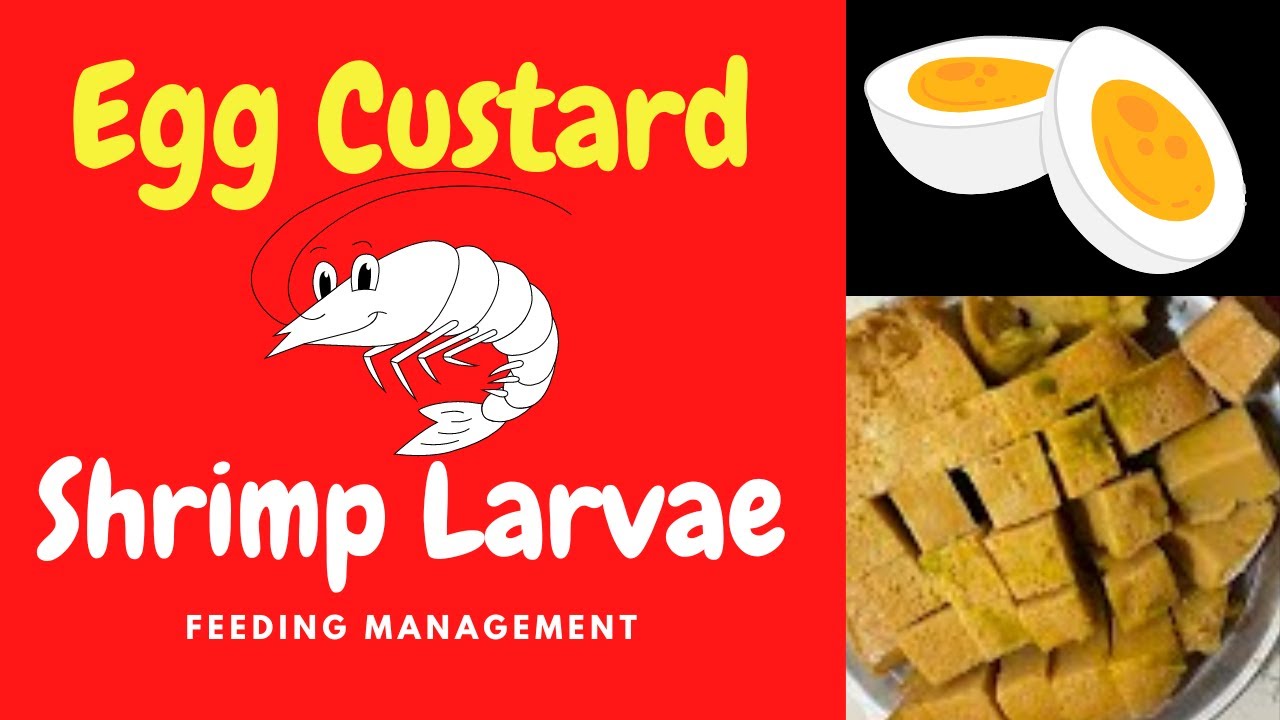 How to Prepare Egg Custard for Feeding Shrimp Larvae in Shrimp Hatchery and Nursery Management