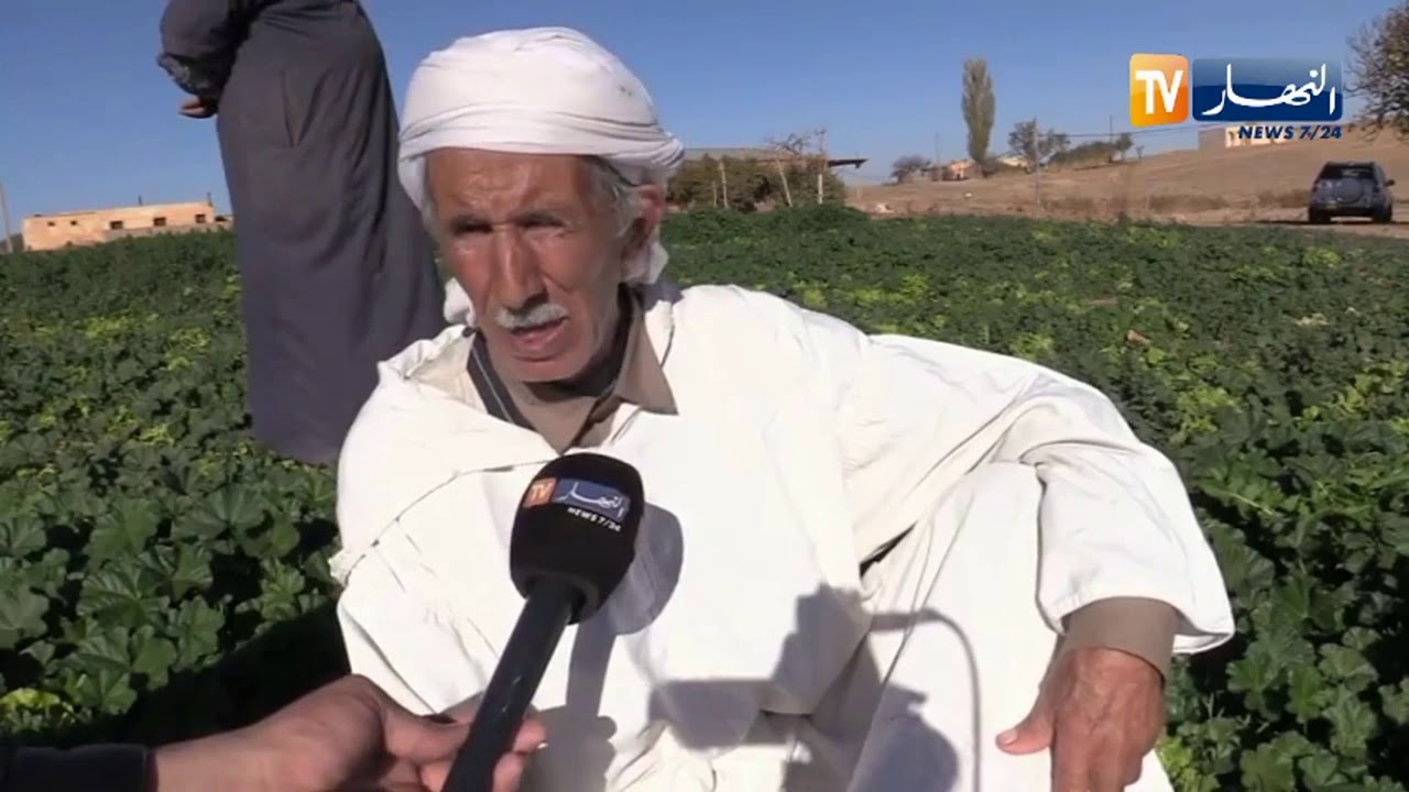 تيارت: عائلات تشتهر بزراعة الخس منذ خمسينيات القرن  الماضي بمنطقة الطعاوشة