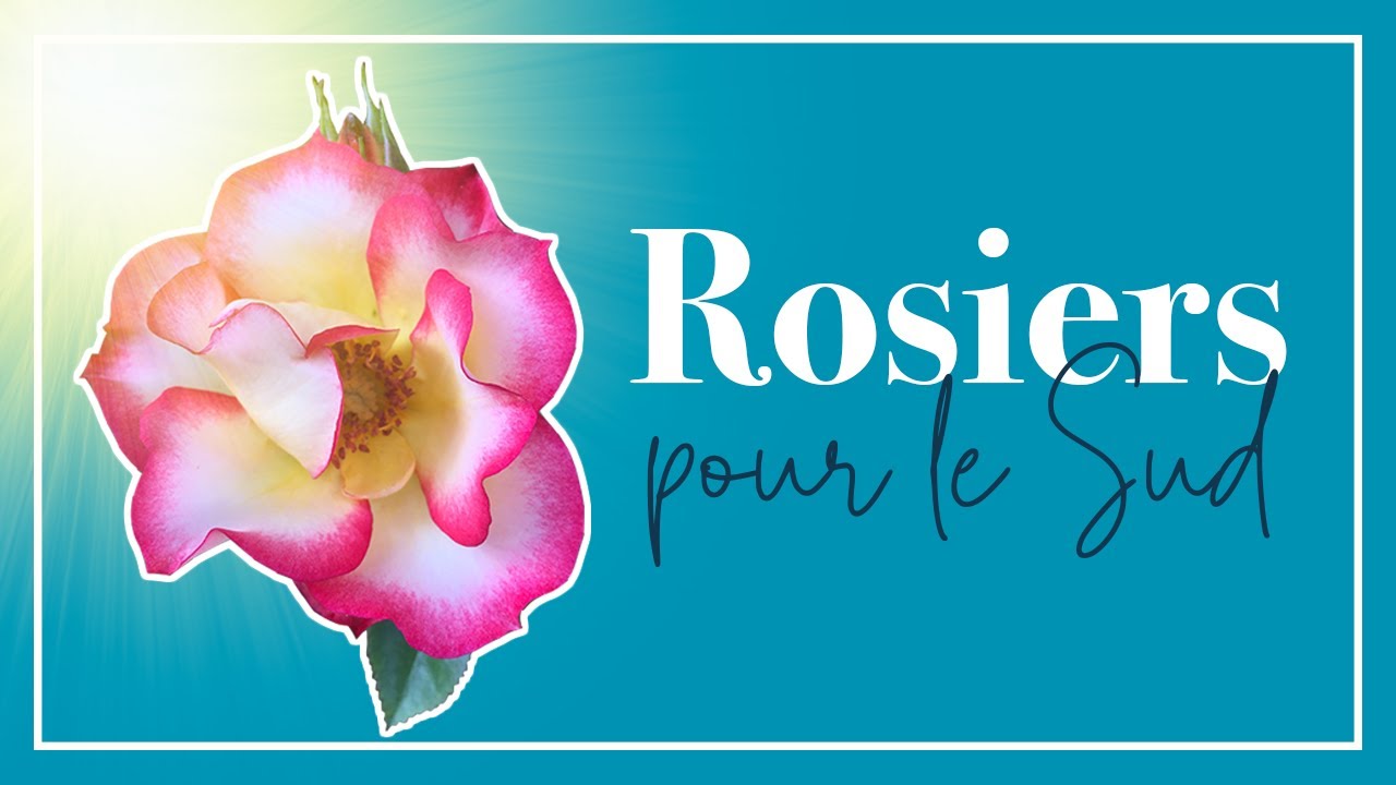 Ils résistent: 10 superbes rosiers qui n'ont pas peur d'un été chaud