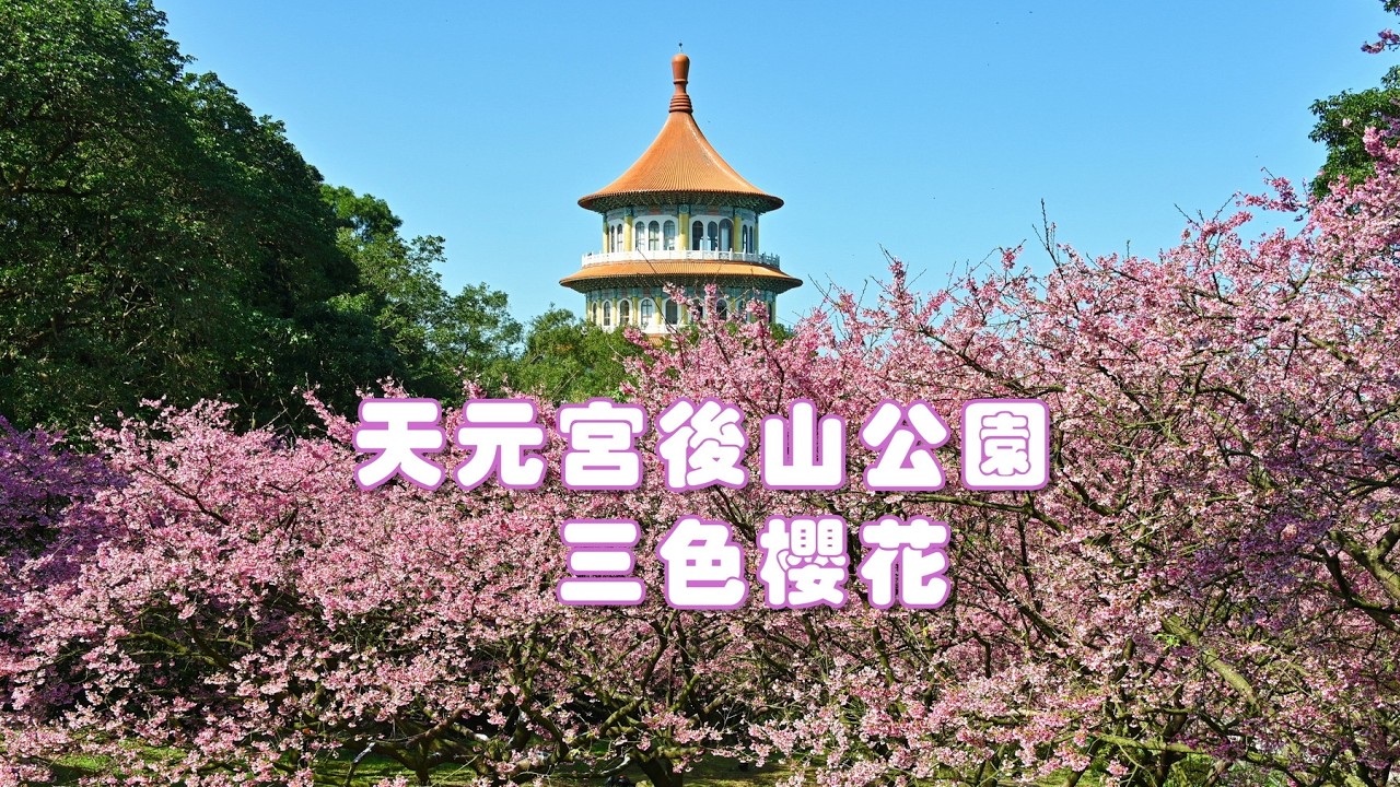天元宮後山公園三色櫻