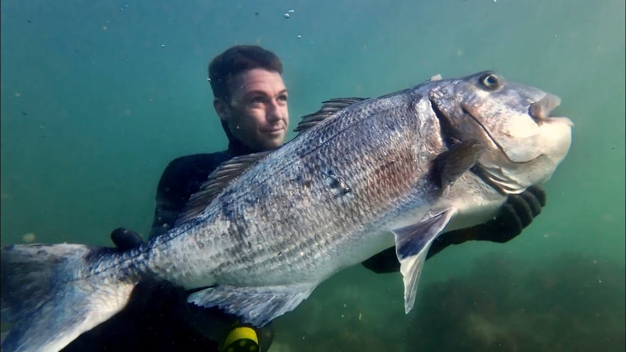 This fish took me 10 years to find - spearfishing 16KG White Musselcracker