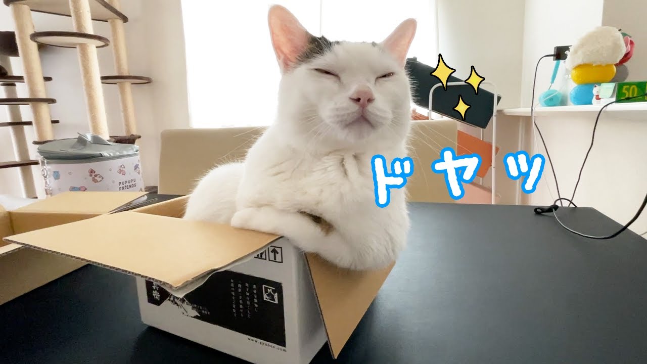 絶妙なポーズで箱に入るお喋り猫チロさんｗ