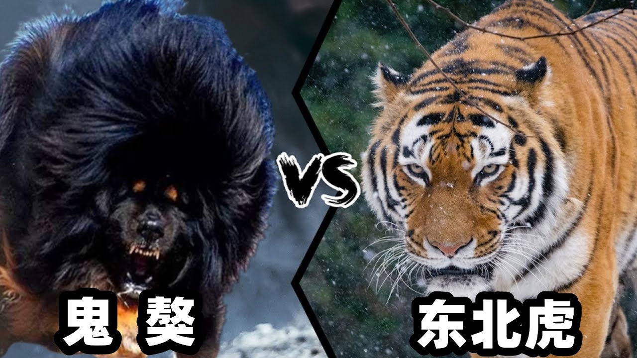 鬼獒vs东北虎，当犬科老大遇到猫科二弟，谁会笑到最后呢？