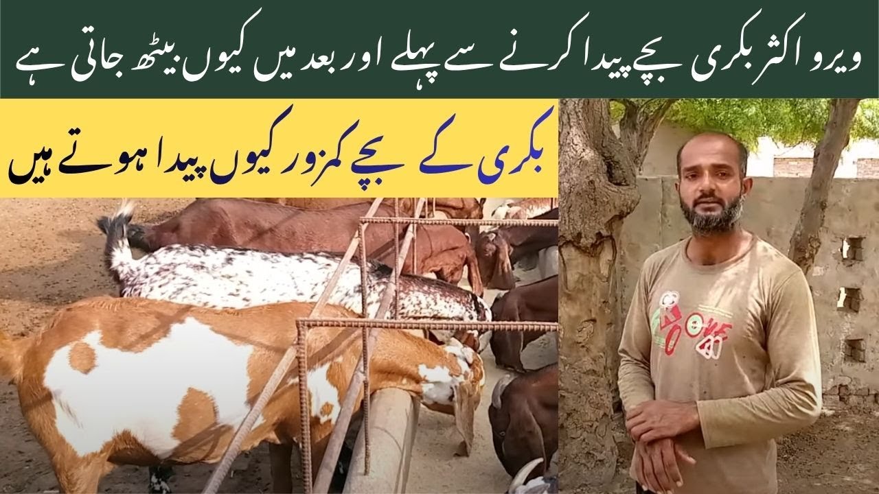 Pregnant Goat Health Care Tips | Vehari Goat Farm