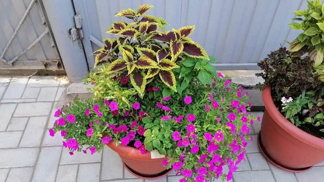 КОЛЕУС))) Миксы из КОЛЕУСОВ)) КРАСОТА в САДУ)))