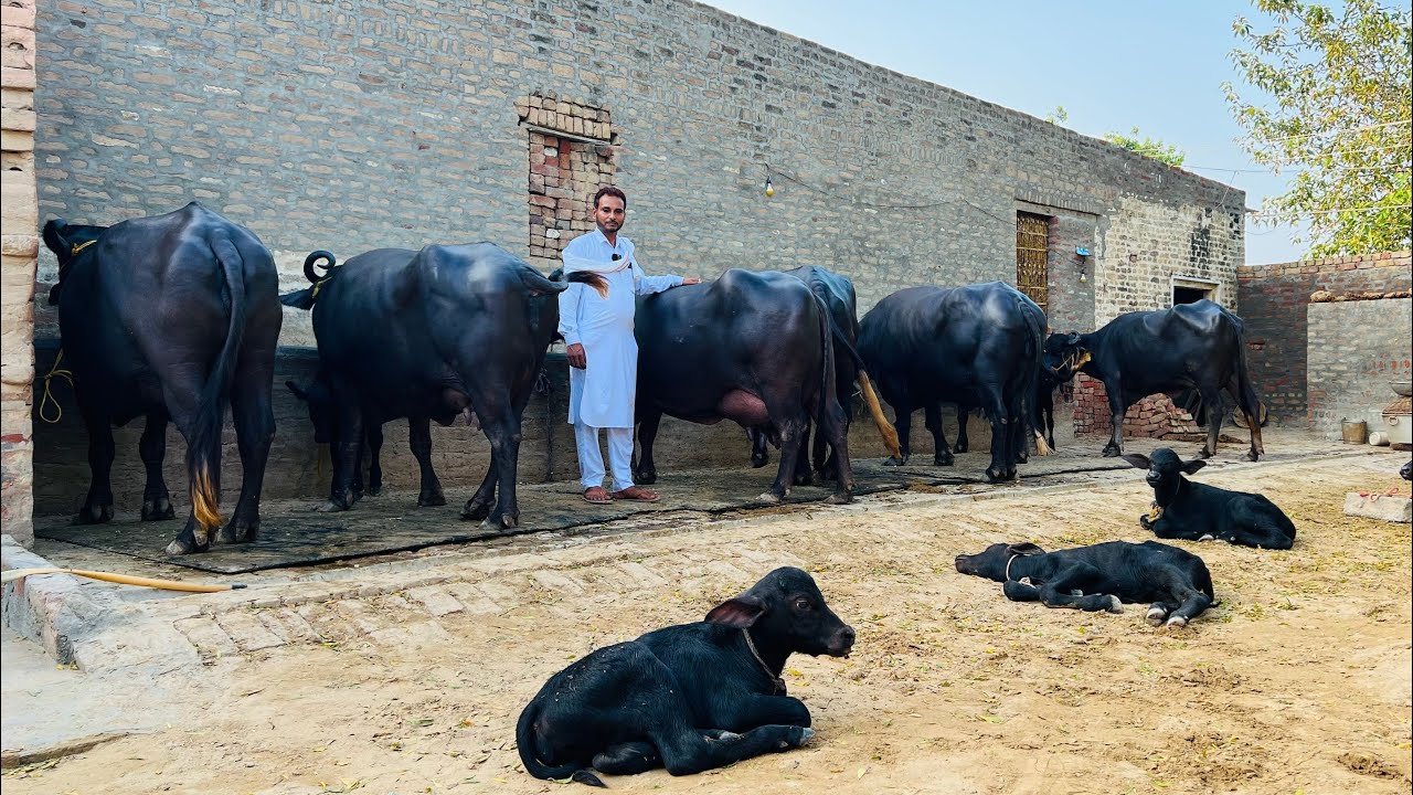 7 Top Buffalos Sale In Haryana. 98145-59160