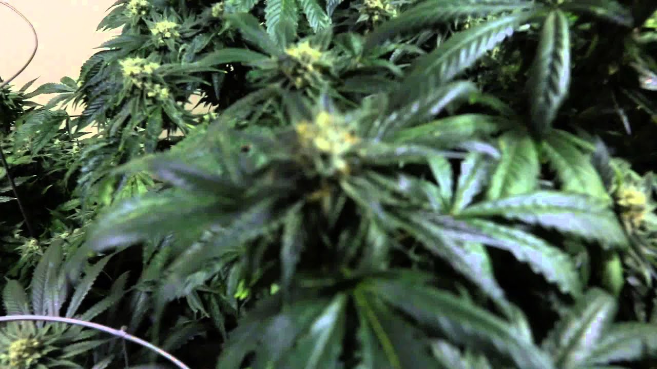 16,000 Watt Multi Strain Garden Day 49